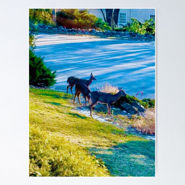Item preview, Westport, CT - Sam's Series - Landscape with Deer designed and sold by GiftsbyNaomi.