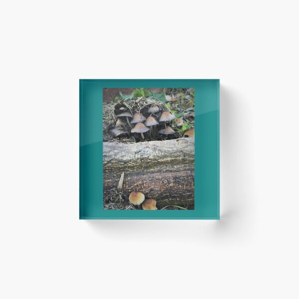 Item preview, Mushroom Town designed and sold by BritaLeetheGallery.