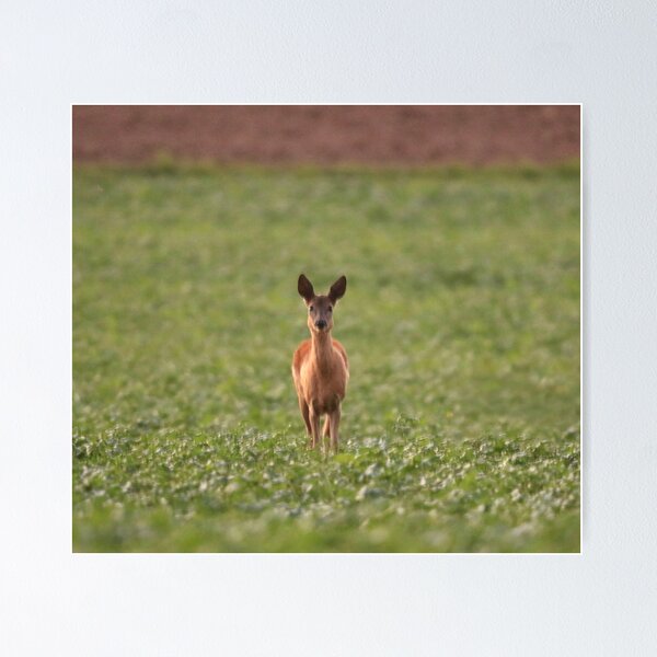 Item preview, A deer looks into the camera. designed and sold by Jonas Petracic.