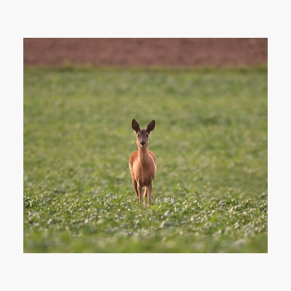 Item preview, A deer looks into the camera. designed and sold by Jonas Petracic.