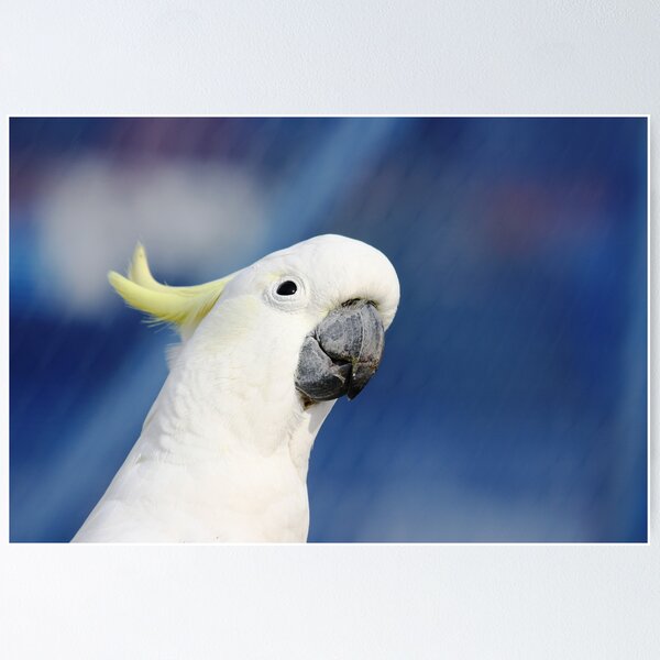 Item preview, Sulphur Crested Cockatoo designed and sold by Patricia  Knowles.