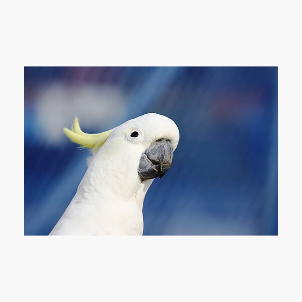 Artikelvorschau, Sulphur Crested Cockatoo entworfen und verkauft von Patricia  Knowles.