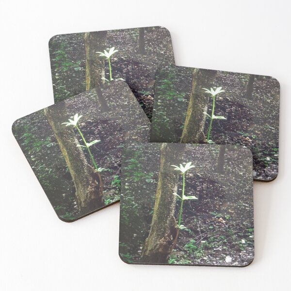 Item preview, Young Sapling in Dense Forest designed and sold by Nicholasgaoes.
