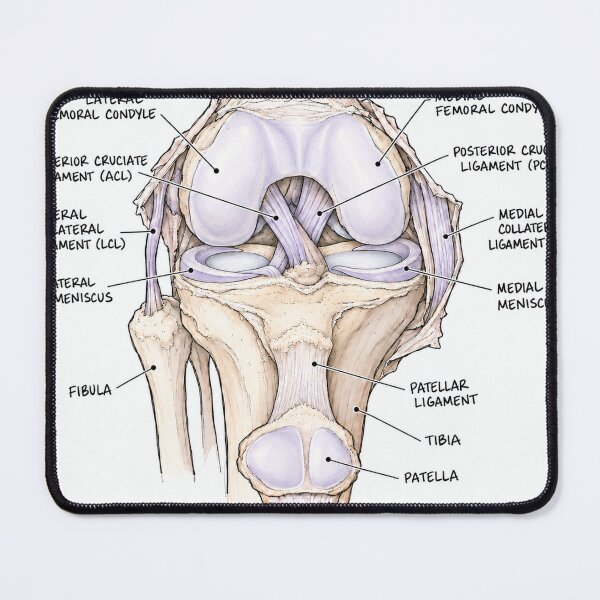 Item preview, Anatomy Knee Joint Physical Therapy Sticker designed and sold by isokinetic.