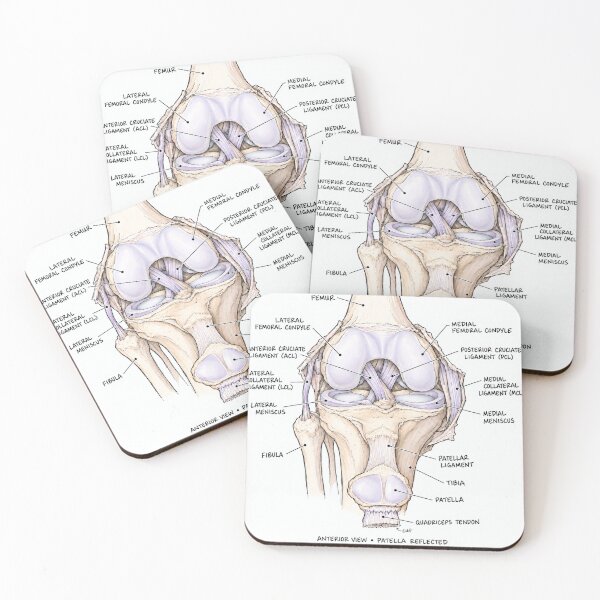 Item preview, Anatomy Knee Joint Physical Therapy Sticker designed and sold by isokinetic.