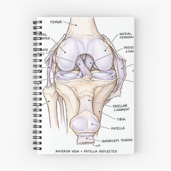 Item preview, Anatomy Knee Joint Physical Therapy Sticker designed and sold by isokinetic.