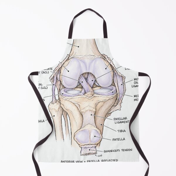 Item preview, Anatomy Knee Joint Physical Therapy Sticker designed and sold by isokinetic.