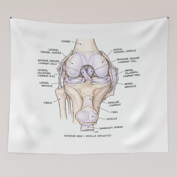 Item preview, Anatomy Knee Joint Physical Therapy Sticker designed and sold by isokinetic.