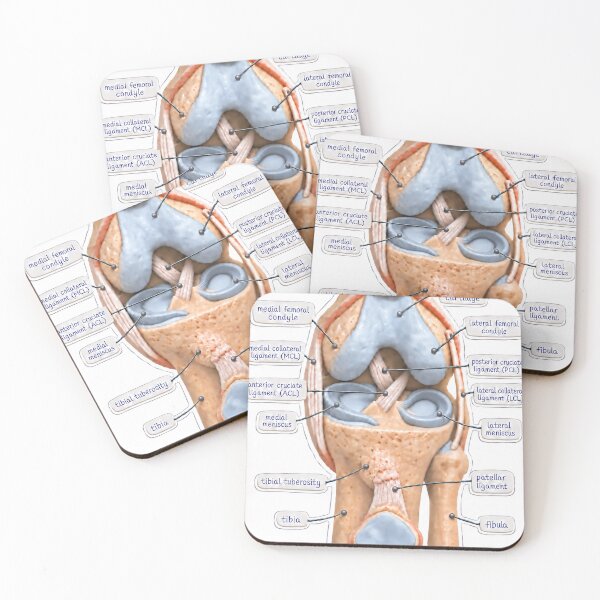 Item preview, Anatomy Knee Joint Claymation Physical Therapy Sticker designed and sold by isokinetic.