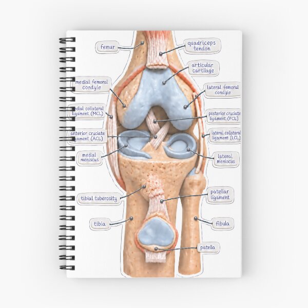 Item preview, Anatomy Knee Joint Claymation Physical Therapy Sticker designed and sold by isokinetic.