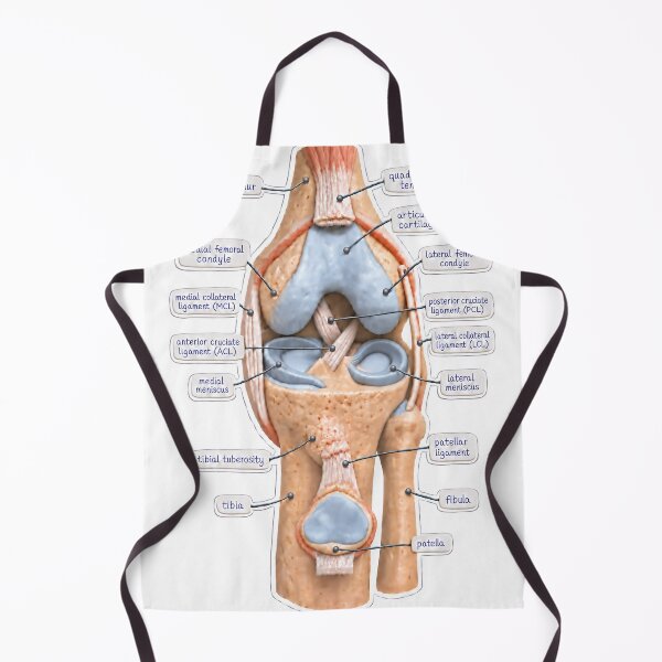 Item preview, Anatomy Knee Joint Claymation Physical Therapy Sticker designed and sold by isokinetic.