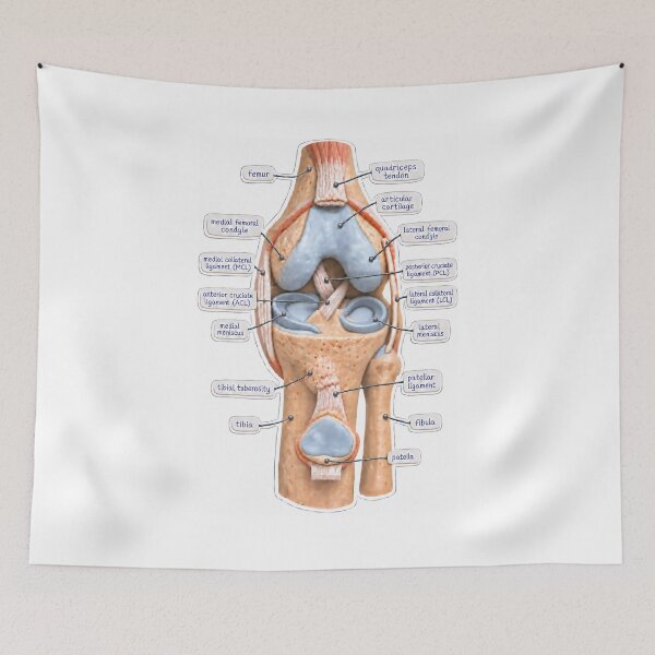 Item preview, Anatomy Knee Joint Claymation Physical Therapy Sticker designed and sold by isokinetic.