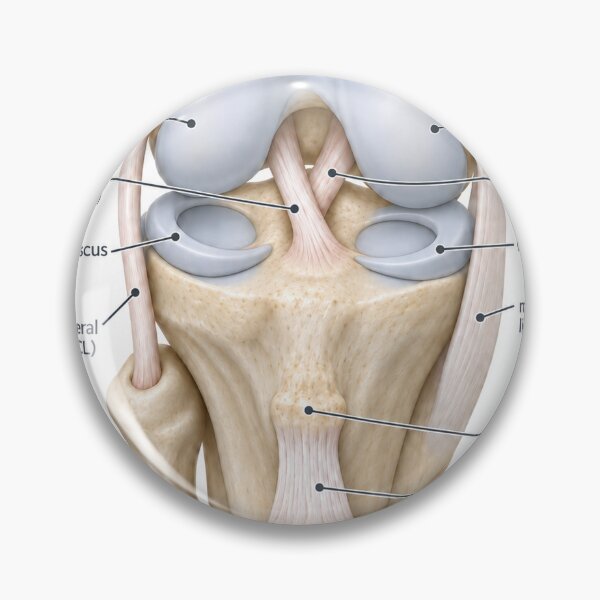 Item preview, Anatomy Knee Joint 3D Physical Therapy Sticker designed and sold by isokinetic.