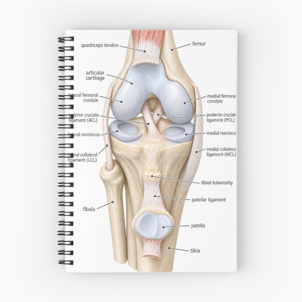 Item preview, Anatomy Knee Joint 3D Physical Therapy Sticker designed and sold by isokinetic.