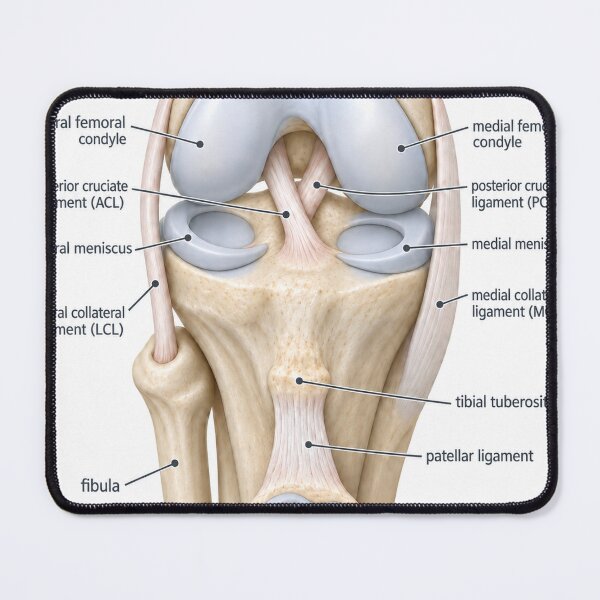 Item preview, Anatomy Knee Joint 3D Physical Therapy Sticker designed and sold by isokinetic.