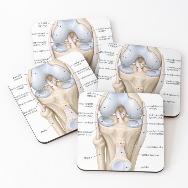Item preview, Anatomy Knee Joint 3D Physical Therapy Sticker designed and sold by isokinetic.