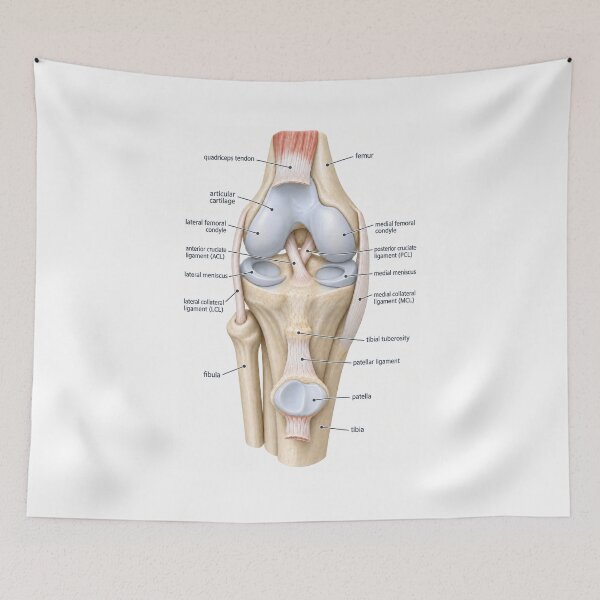 Item preview, Anatomy Knee Joint 3D Physical Therapy Sticker designed and sold by isokinetic.