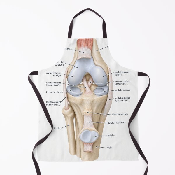 Item preview, Anatomy Knee Joint 3D Physical Therapy Sticker designed and sold by isokinetic.