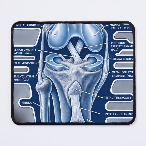 Item preview, Anatomy Knee Joint Blueprint Physical Therapy Sticker designed and sold by isokinetic.