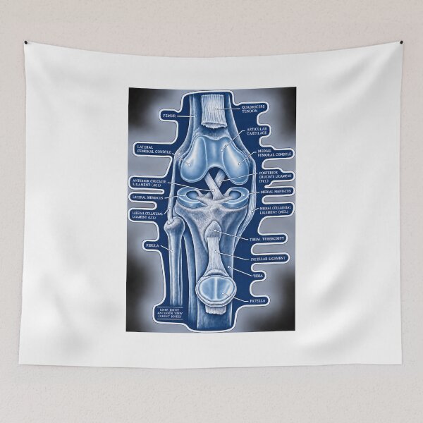 Item preview, Anatomy Knee Joint Blueprint Physical Therapy Sticker designed and sold by isokinetic.