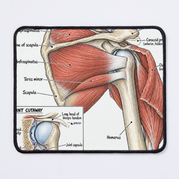 Item preview, Anatomy Shoulder Rotator Cuff Physical Therapy Sticker designed and sold by isokinetic.