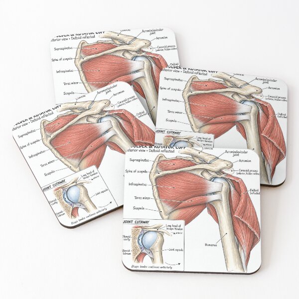 Item preview, Anatomy Shoulder Rotator Cuff Physical Therapy Sticker designed and sold by isokinetic.