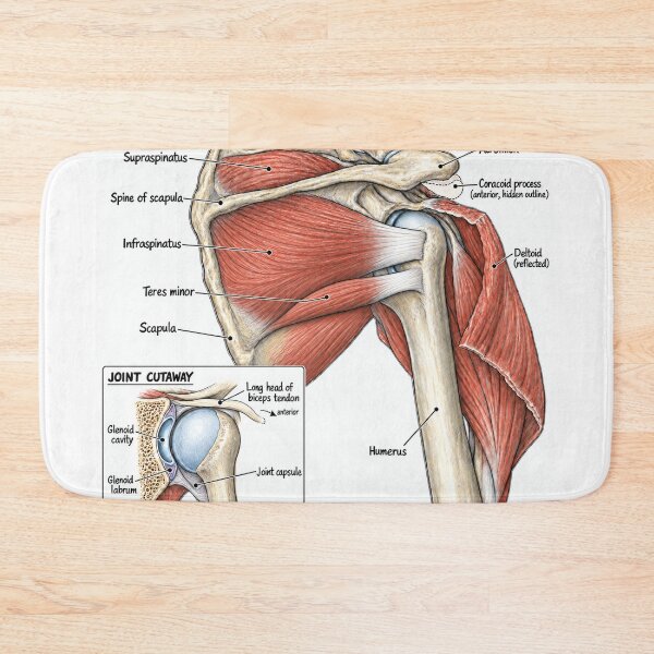Item preview, Anatomy Shoulder Rotator Cuff Physical Therapy Sticker designed and sold by isokinetic.