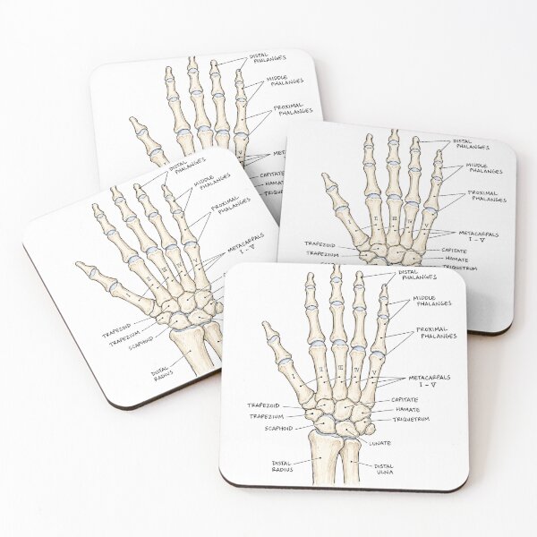 Item preview, Anatomy Hand Bones Physical Therapy Sticker designed and sold by isokinetic.