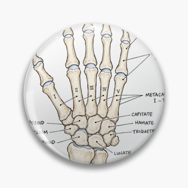 Item preview, Anatomy Hand Bones Physical Therapy Sticker designed and sold by isokinetic.