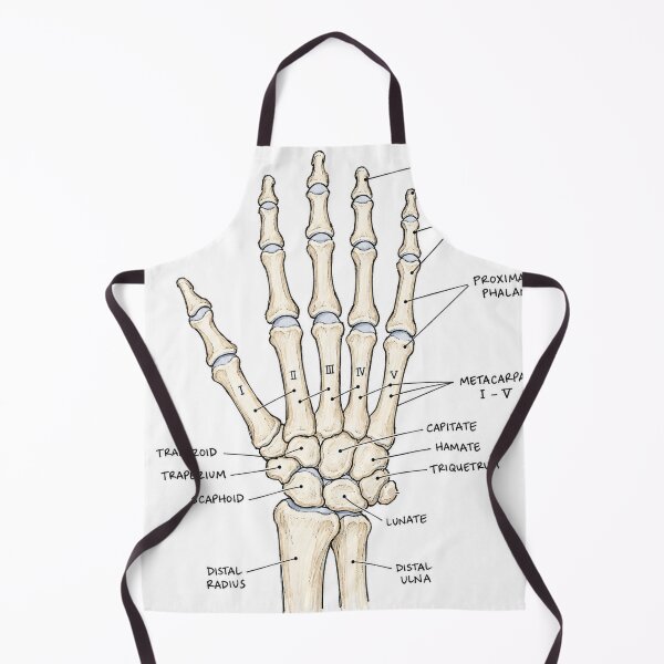 Item preview, Anatomy Hand Bones Physical Therapy Sticker designed and sold by isokinetic.