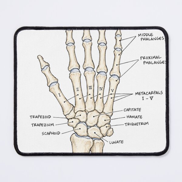 Item preview, Anatomy Hand Bones Physical Therapy Sticker designed and sold by isokinetic.