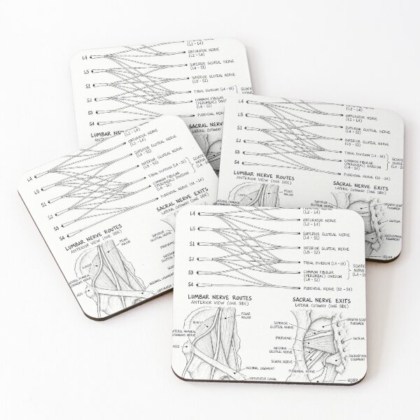 Item preview, Anatomy Lumbosacral Plexus Physical Therapy Sticker designed and sold by isokinetic.