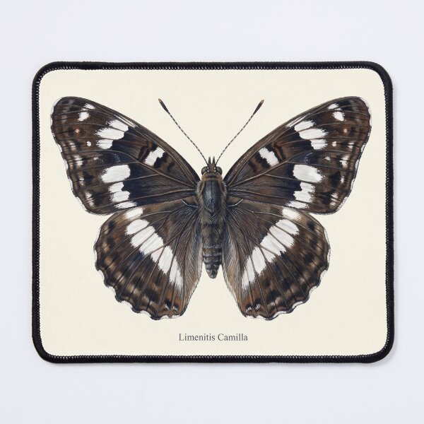 Item preview, White Admiral: Limenitis Camilla Entomological Butterfly Art designed and sold by FreiherrPK.