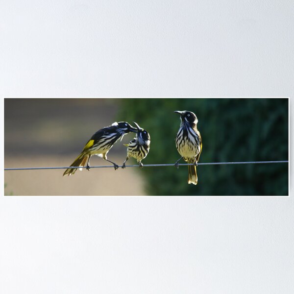 Artikelvorschau, Australian birds entworfen und verkauft von Corien.