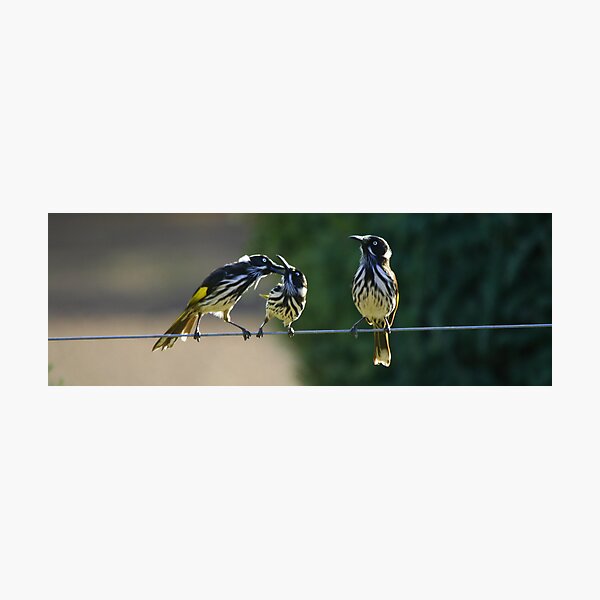 Artikelvorschau, Australian birds entworfen und verkauft von Corien.