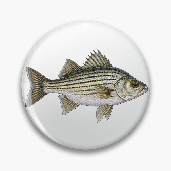 Aperçu de l'œuvre Striped Bass créée et vendue par TJT-GRAPHIX.