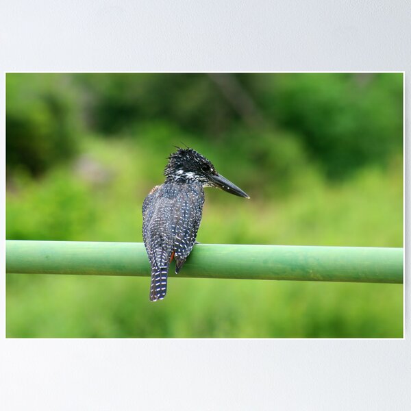 Item preview, Bird - Giant Kingfisher designed and sold by Corien.