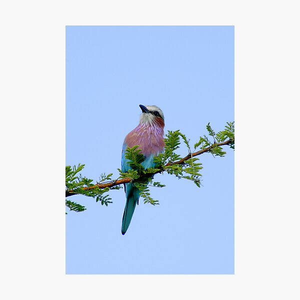 Artikelvorschau, Bird - Roller entworfen und verkauft von Corien.