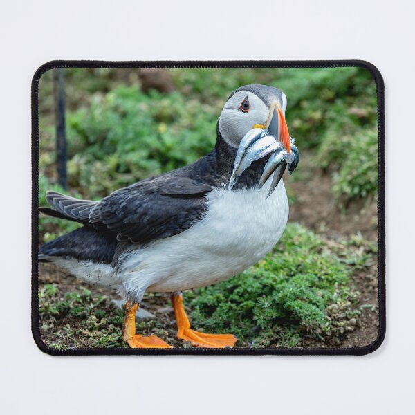 Item preview, Atlantic Puffin on Skomer Island Pembrokeshire Wales UK designed and sold by deeve0.