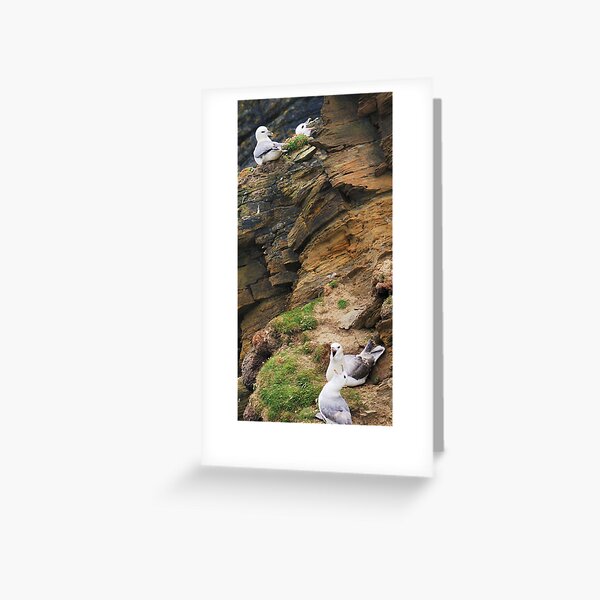 ..and the 3rd fulmar said to the 2nd Greeting Card