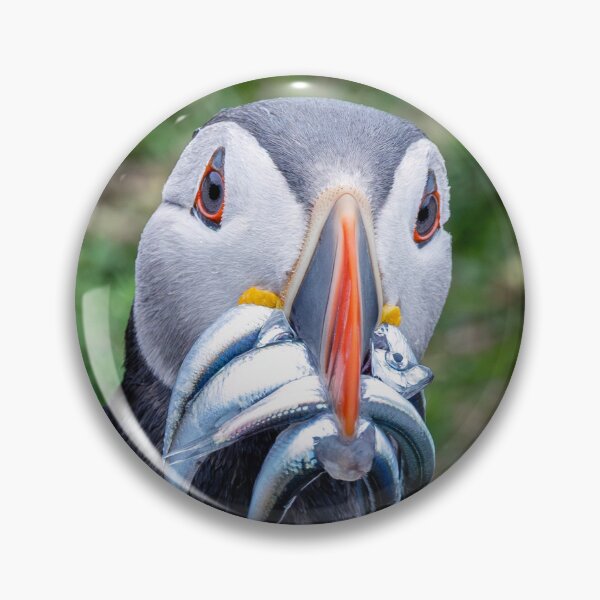Item preview, Puffin with Sand Eels at Skomer Island designed and sold by deeve0.
