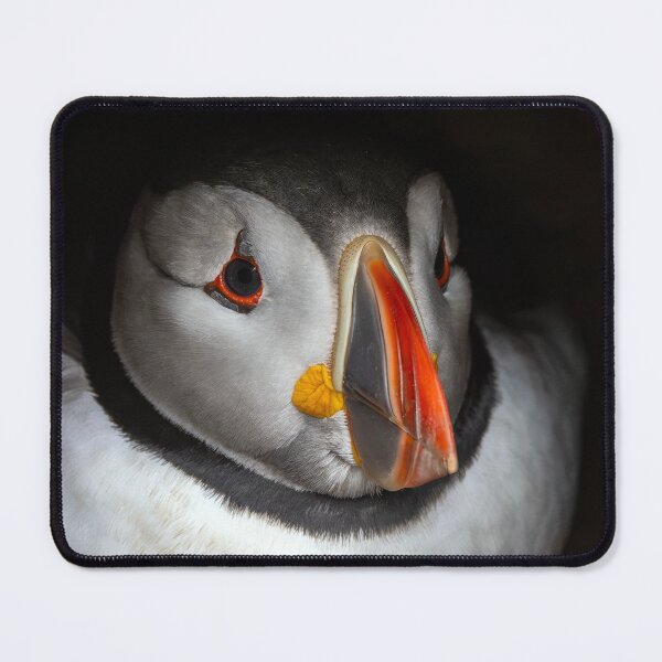 Item preview, Adult Puffin sitting on eggs in it's burrow at Skomer Island, Pembrokeshire, Wales UK designed and sold by deeve0.