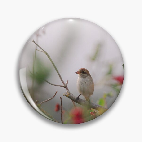 Item preview, Red backed shrike  designed and sold by miradorpictures.