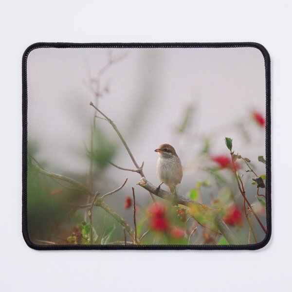 Item preview, Red backed shrike designed and sold by miradorpictures.