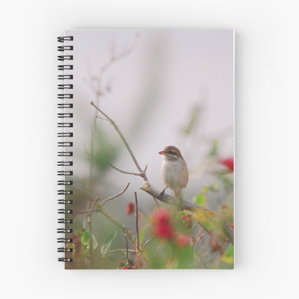 Item preview, Red backed shrike  designed and sold by miradorpictures.