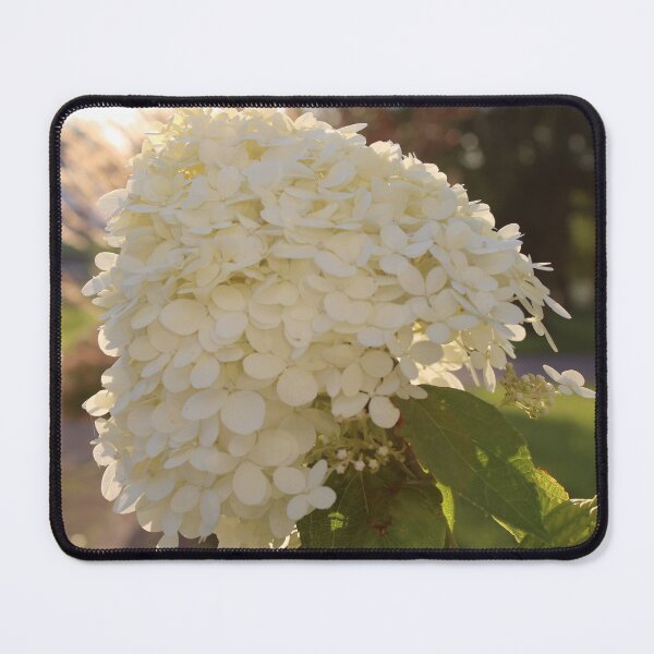 Item preview, White Hydrangea Flower in Sunlight Photography designed and sold by OlesiaCraft.