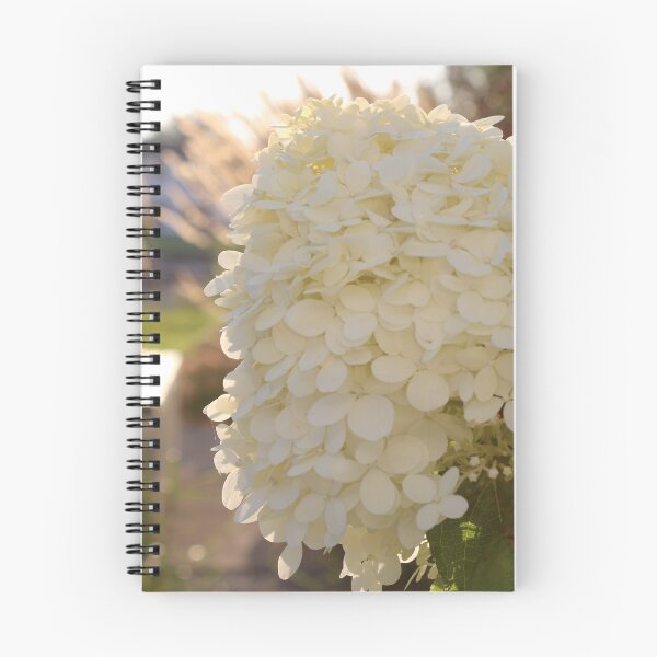 Item preview, White Hydrangea Flower in Sunlight Photography designed and sold by OlesiaCraft.