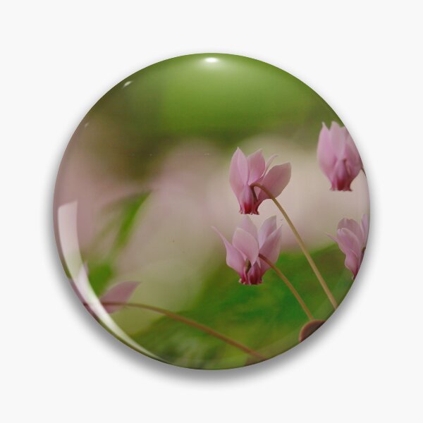 Item preview, Cyclamen blooming  designed and sold by miradorpictures.