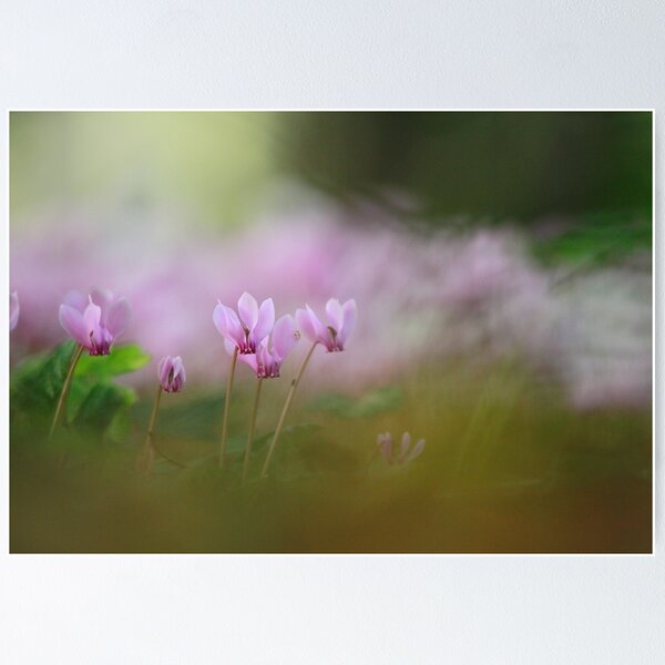 Item preview, A sea of cyclamen designed and sold by miradorpictures.