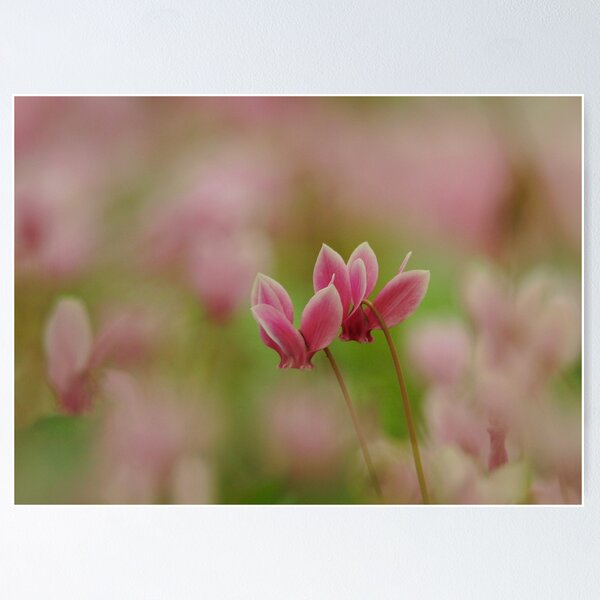 Item preview, Cyclamen in flower designed and sold by miradorpictures.